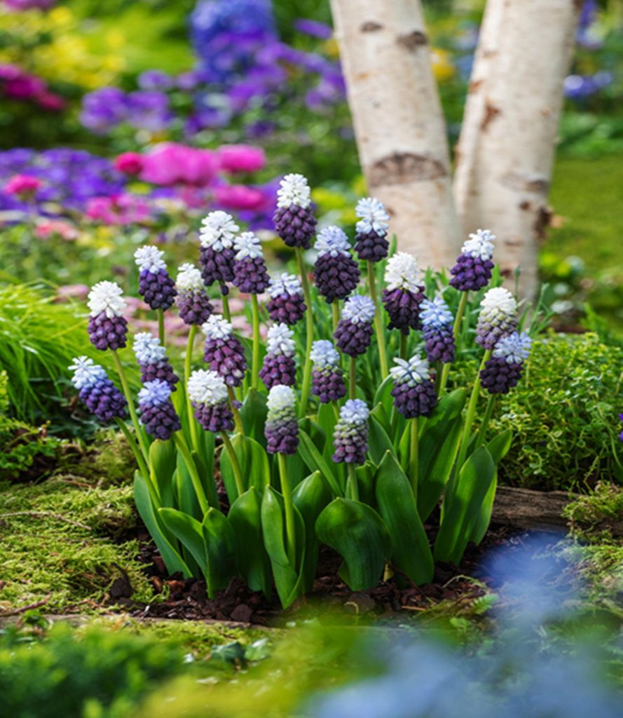 Muscari Blumenzwiebeln Zwiebeln Blumen Traubenhyazinthe Produktbild 
