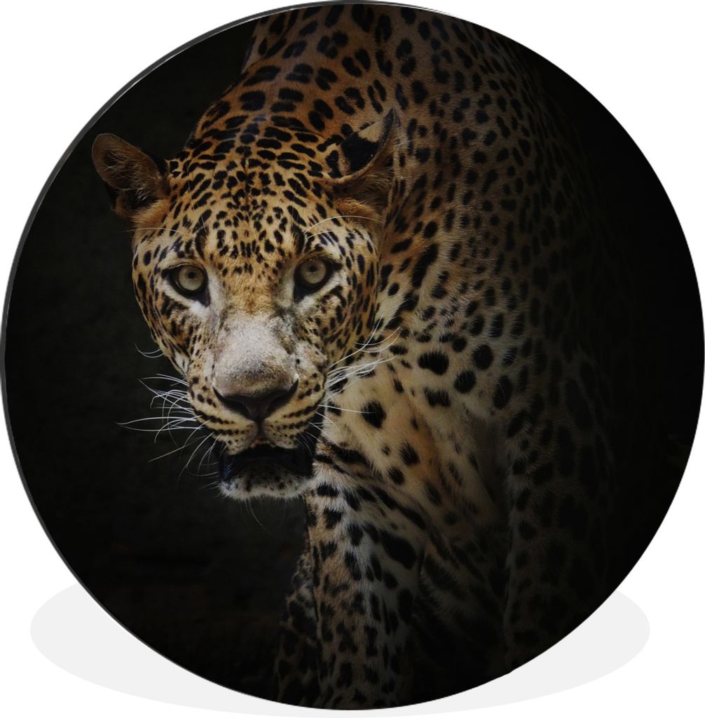MuchoWow Aluminium Wandkreis Leopard - Wilde Tiere - Licht Ø 90 cm Wanddeko Modern Wohnzimmer - Mauerkreis - Wandbilder - Runde Bild - Bild aus ...