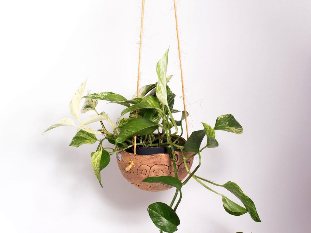 Übertopf "Pflanzkugel" Ampel Schnecke (18,00 cm)