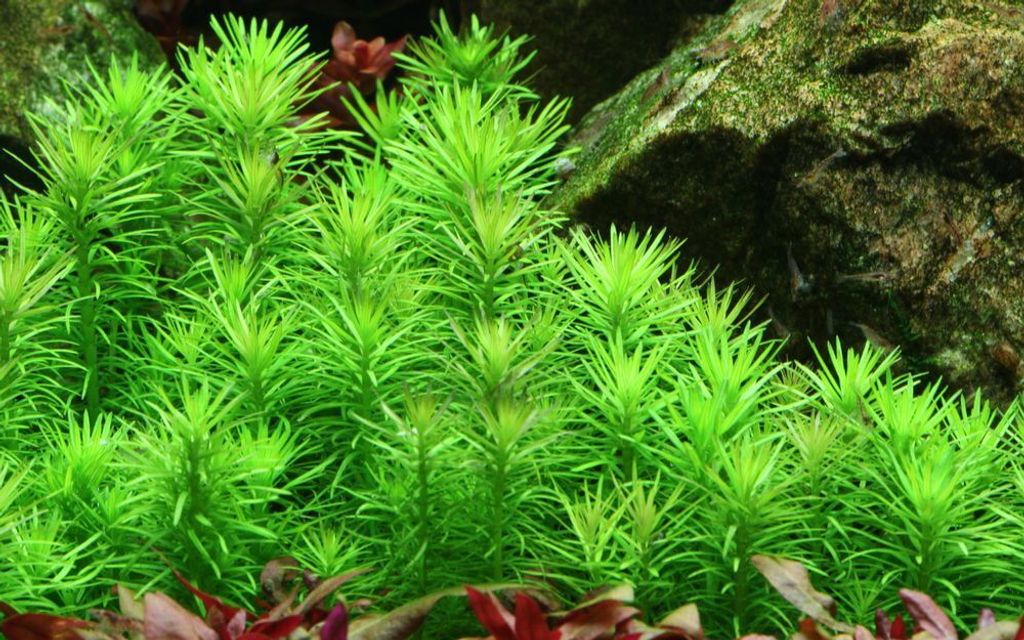 Aquarium Pflanze Pogostemon deccanensis Tropica Nr.053F Produktbild 