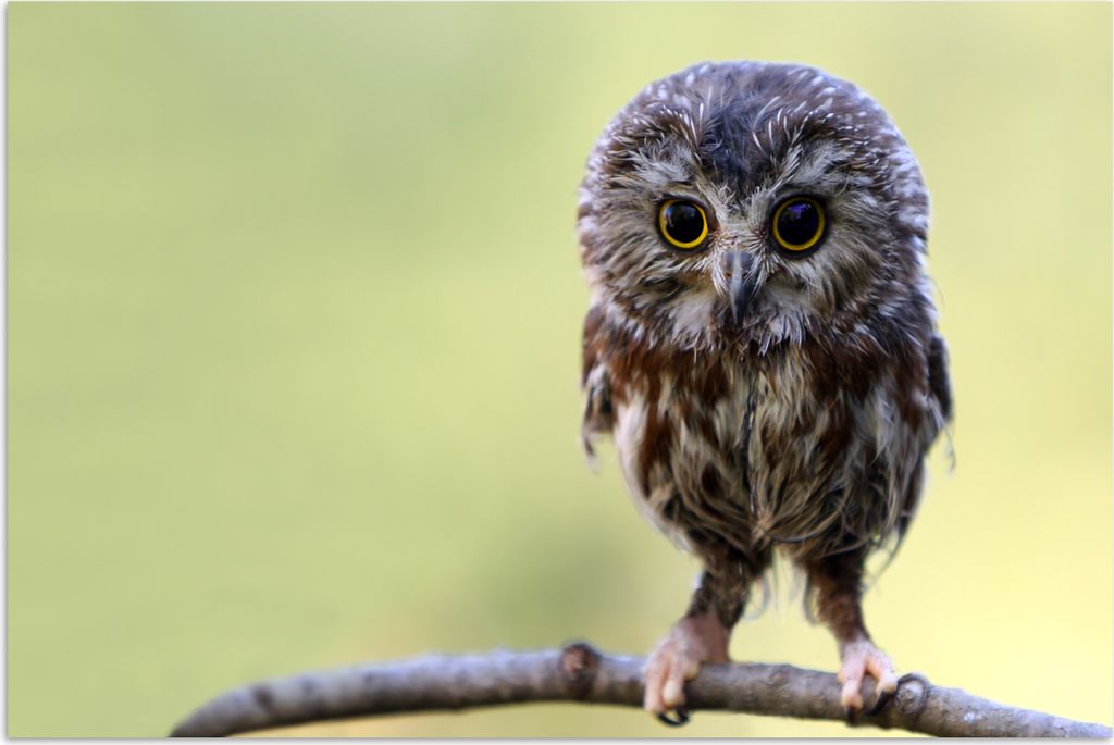 MuchoWow Poster Eule - Vogel - Wald 90x60 cm - Schlafzimmer