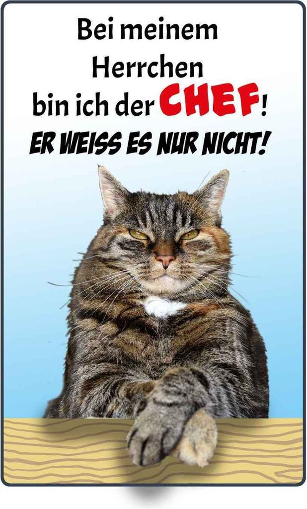 vianmo Holzschild 30x20 cm Katze bei meinem Herrchen Chef Tier Haustier