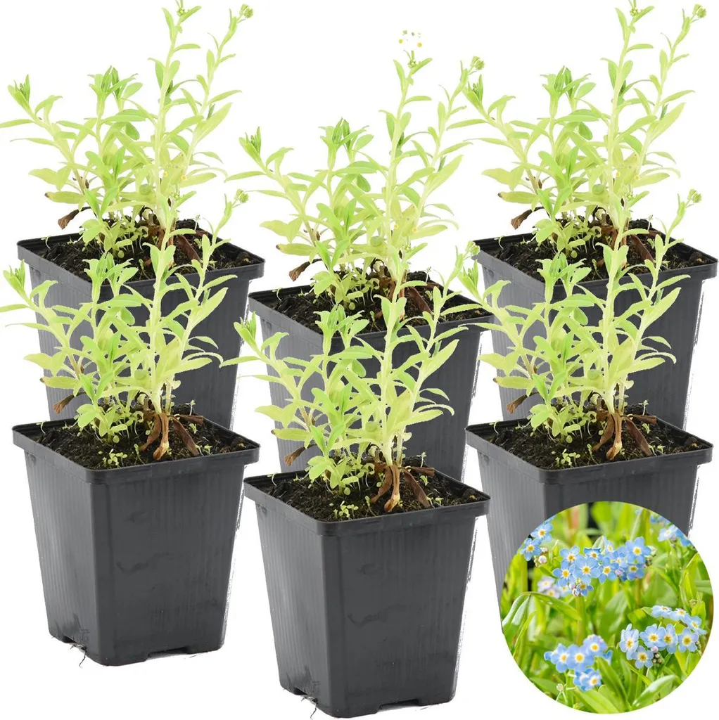 Fleurir un bassin ombragé Myosotis des marais Bloomique Lot de 6 Pots