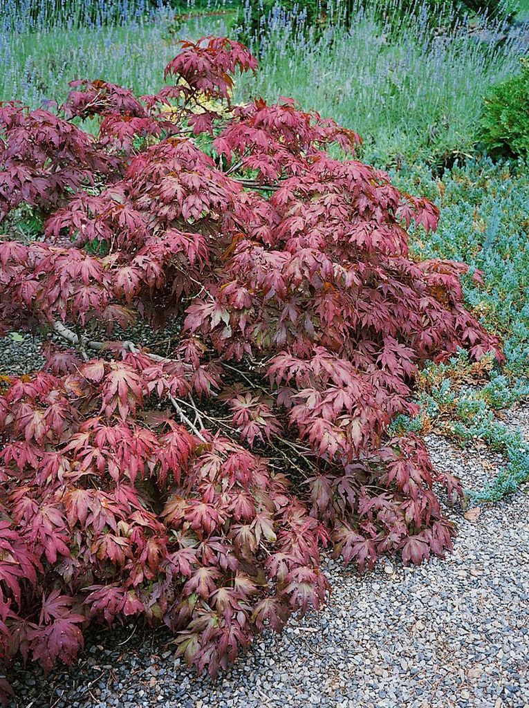 Acer palmatum 'Pixie', Japanischer Ahorn, kompakt, 80–100 cm