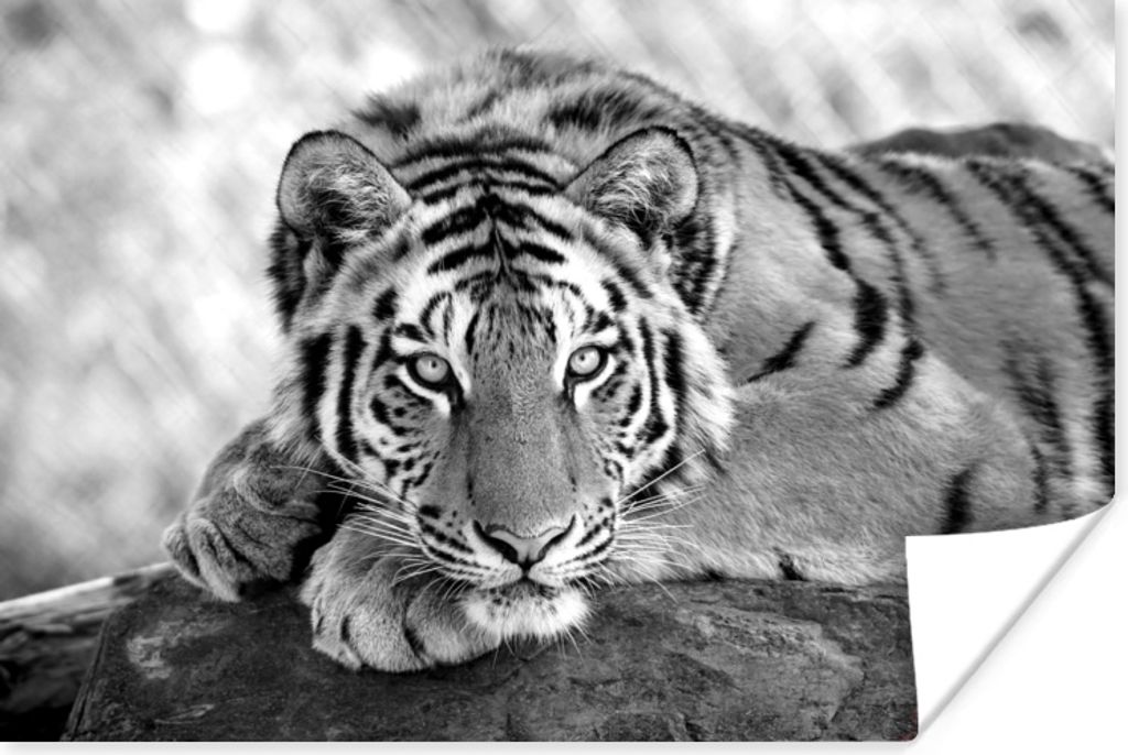 MuchoWow Poster Tiger - Baum - Schwarz - Weiß 90x60 cm - Schlafzimmer