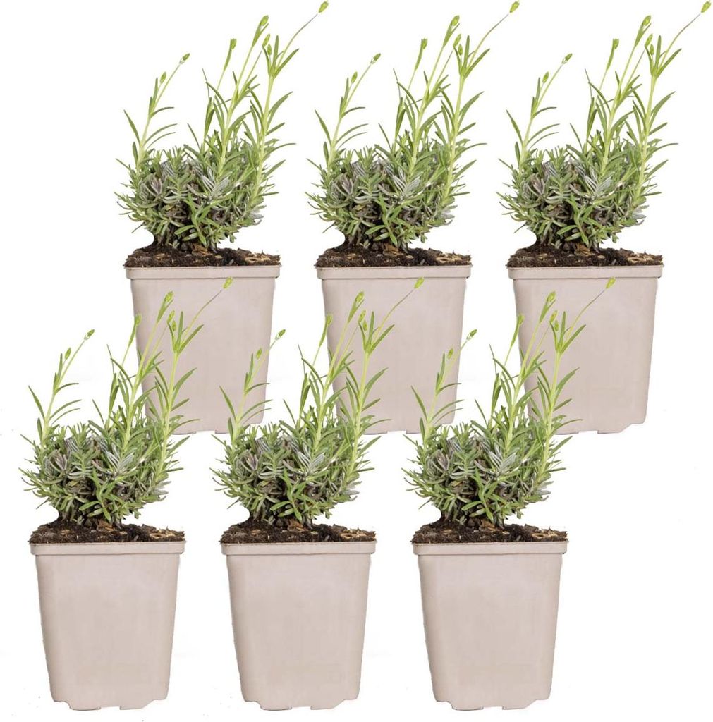 Bloomique - Lot de 6 - Lavandula Angustifolia 'Hidcote' - Image du produit 