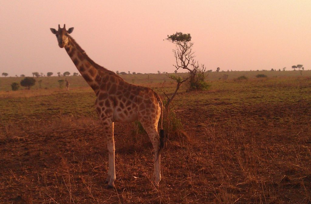 hansepuzzle 74973 - Giraffe Puzzle, 500 Teile, Natur, 46,0 x 30,0cm mit hochwertiger Aufbewahrung, Kartonbox und wiederverschließbarem Beutel