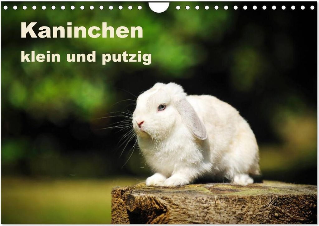 Kaninchen klein und putzig (Wandkalender 2026 DIN A4 quer), CALVENDO Monatskalender