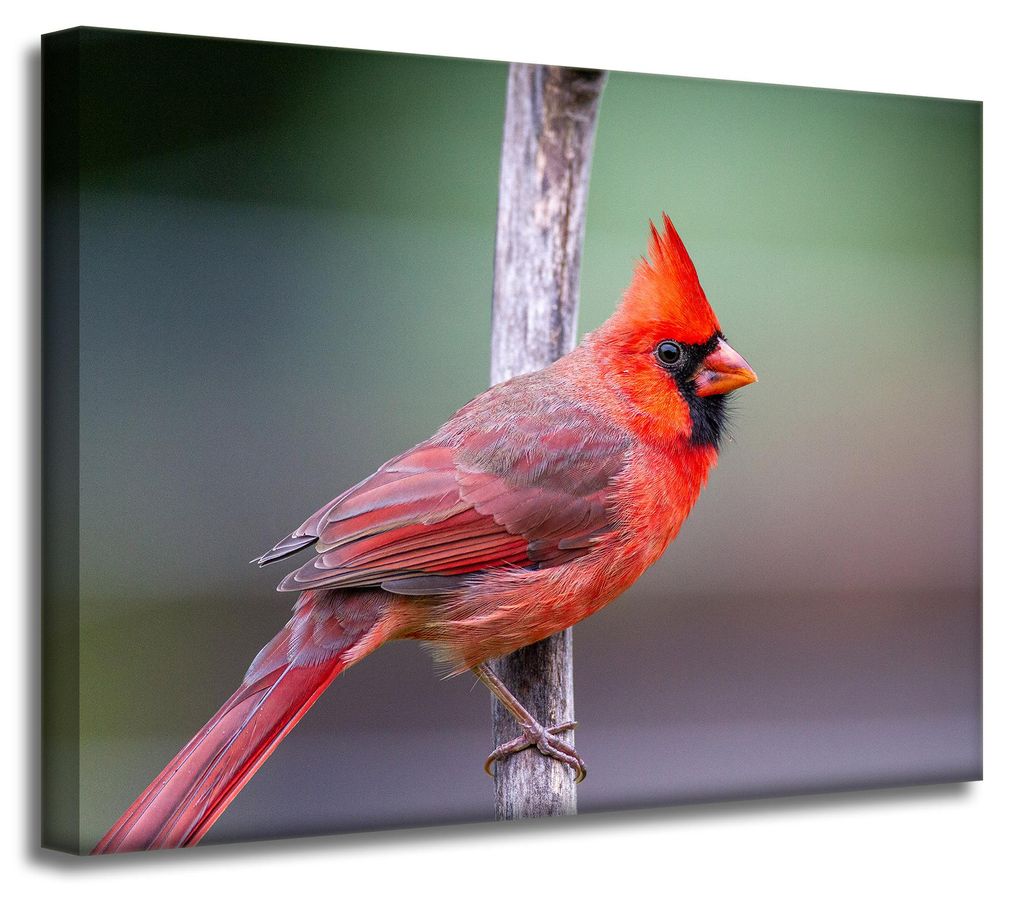 Leinwanddruck Tiere Kardinalvogel 40x30 cm