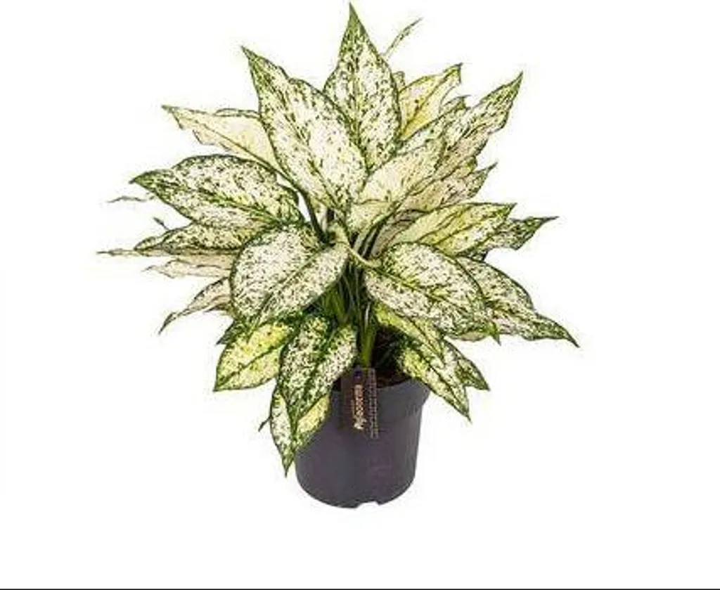 Aglaonema White Kiwi 40 cm : plante facile d'entretien et robuste