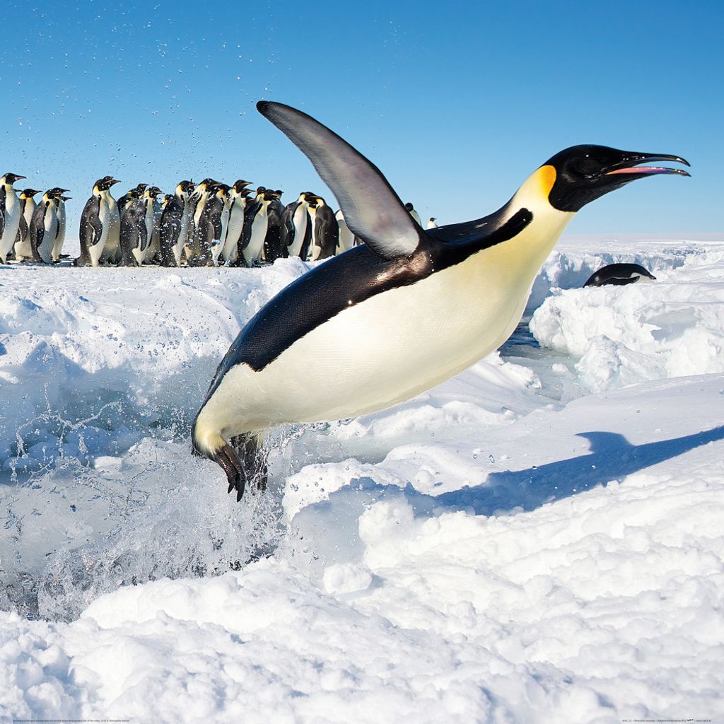 Pinguine Kunstdruck Bild - Freuden-Sprung (70 x 70 cm)