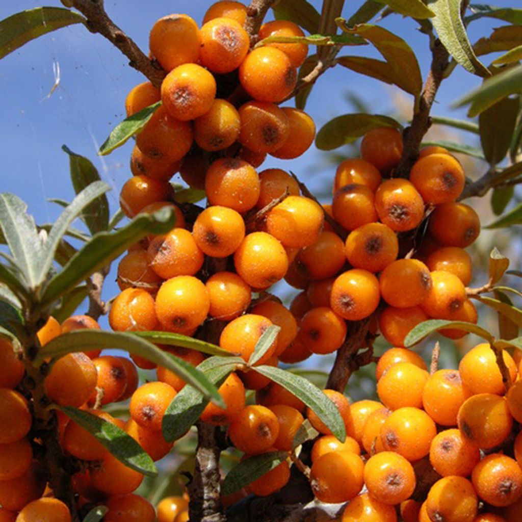 2 x Argousier - Hippophae rhamnoides | 60-80 cm en Image du produit 