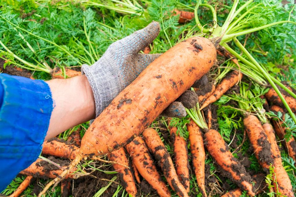 1000 Samen Riesen-Möhre „Herbst King“ – Flakkeer Typ, Produktbild 