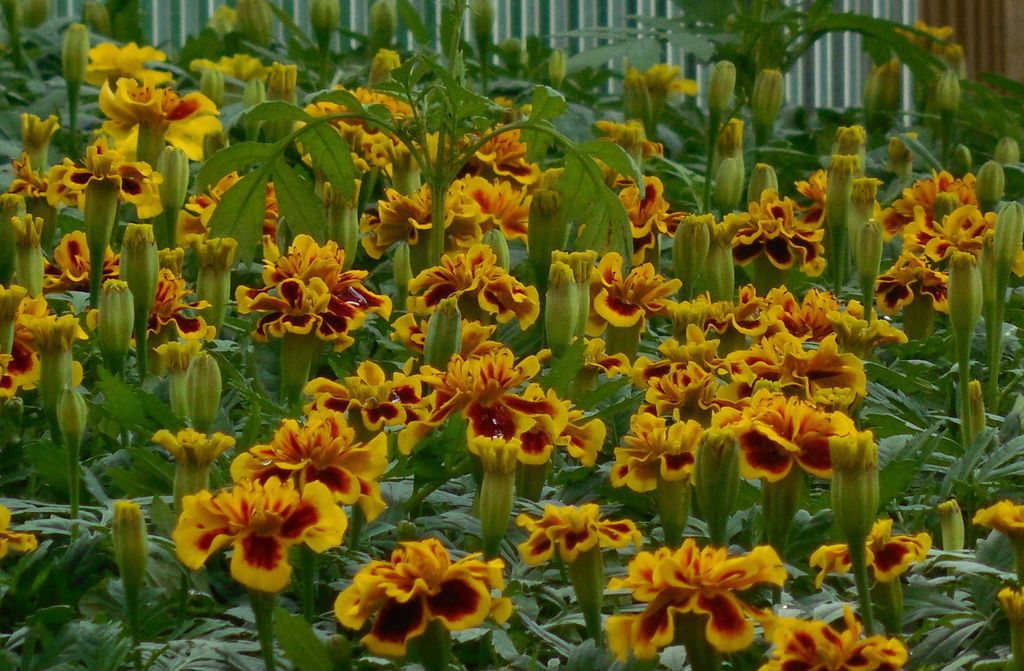 hansepuzzle 15383 - gelbe Begonie Puzzle, 500 Teile, Natur, 46,0 x 30,0cm mit hochwertiger Aufbewahrung, Kartonbox und wiederverschließbarem Beutel