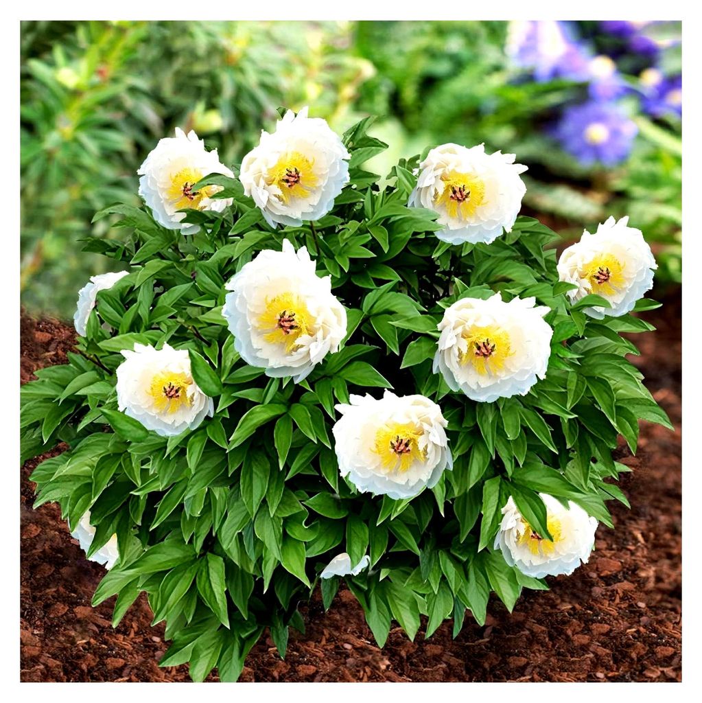 Winterharte Itoh Pfingstrose White Passion - 1 Wurzel - Päonien Hybride - Mehrjährige Staude - Pflanzen aus Holland für Garten und Topf (Weiß)