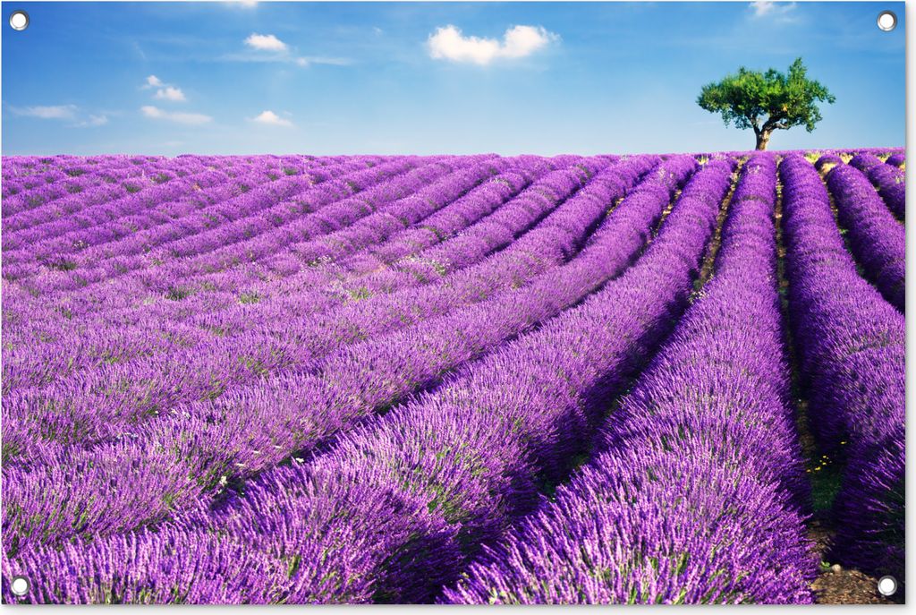MuchoWow 90x60 cm Outdoor-Poster Gartendeko Sichtschutz Garten Poster für den Garten Ein blühendes lila Lavendelfeld an einem sonnigen Tag