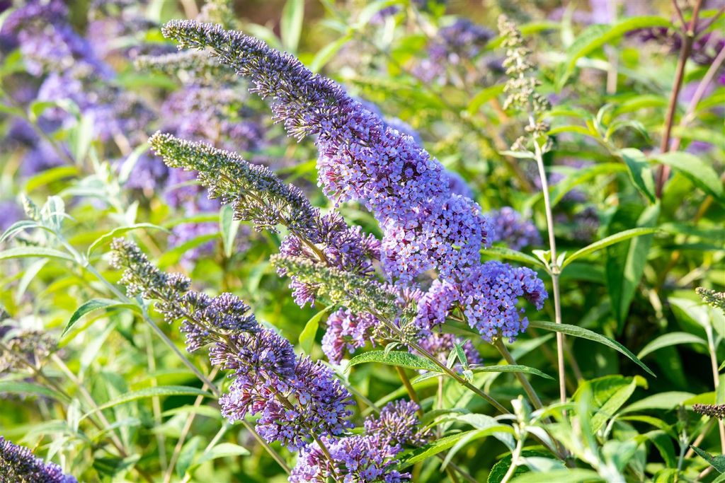 Buddleja davidii 'Empire Blue', Schmetterlingsflieder, blau, 15–20 cm