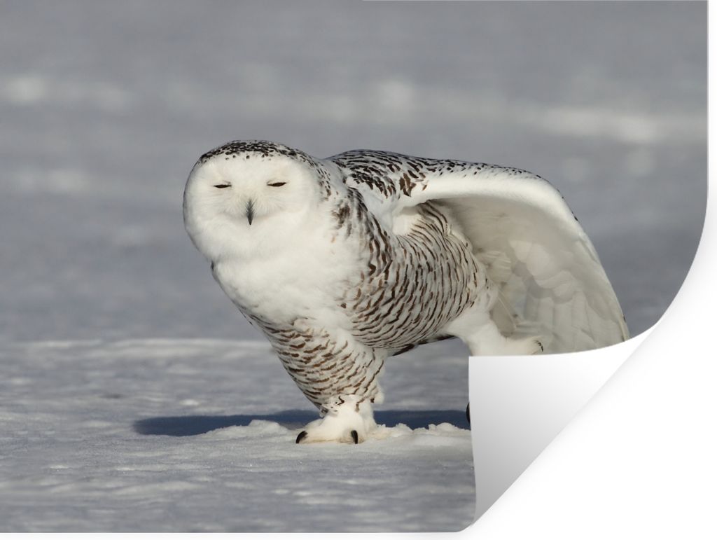MuchoWow - Selbstklebend - Fototapeten