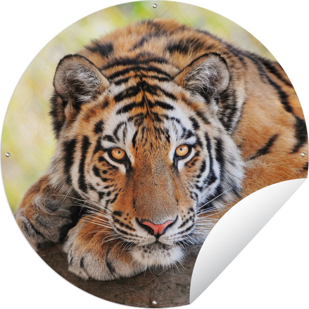 MuchoWow Gartenposter Outdoor-Poster Rund Tiger - Welpe - Rüssel Ø 150 cm Gartendeko Rundes Poster draußen