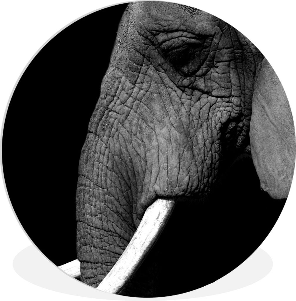MuchoWow Rundes Wandbild - Runde Bilder Elefant - Grau - Schwarz - Weiß Ø 60 cm Kreis Wanddekoration Kunststoff - Wandkreis - Wandschmuck - Wan...