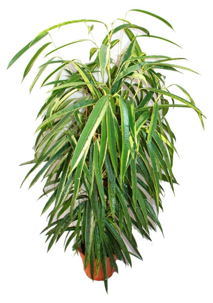 Ficus binendijkii „Alii“ – fíkovník dlouholistý – královská Obrázek produktu 