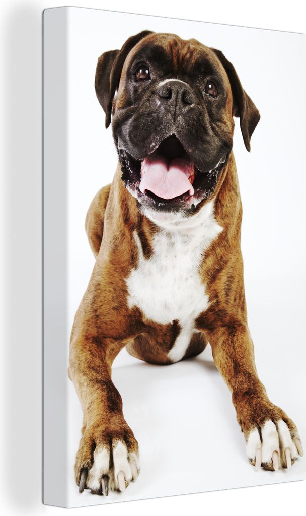 OneMillionCanvasses - Leinwandbilder - 90x140 cm, Boxer Hund auf weißem Hintergrund, Wandbilder Kunstdruck Wanddekoration - Foto auf Leinwand - ...