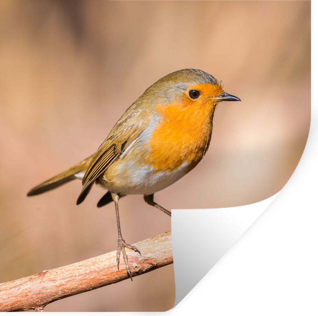 MuchoWow Wandtattoo Wandsticker Wandaufkleber Vogel - Zweig - Rotkehlchen 50x50 cm Selbstklebend und Repositionierbar - Selbstklebend - Fototapeten