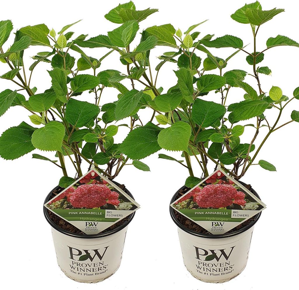 Bloomique - 2er-Set - Hydrangea Pink Annabelle - Hortensie - Rosa - Gartenpflanzen - Winterhart - 40-50 cm Hoch - Topf 19 cm