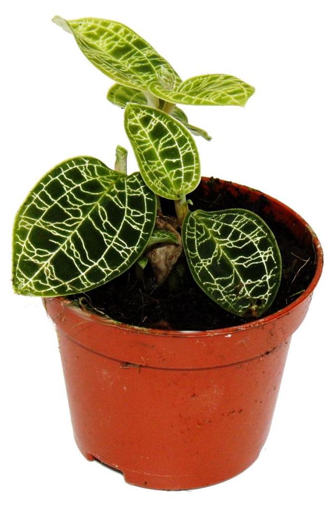Juwelorchidee - Macodes petola Emerald - Mini-Erdorchidee Produktbild 