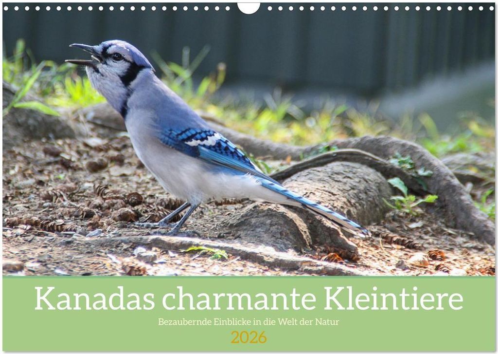 Kanadas charmante Kleintiere - Bezaubernde Einblicke in die Natur (Wandkalender 2026 DIN A3 quer), CALVENDO Monatskalender