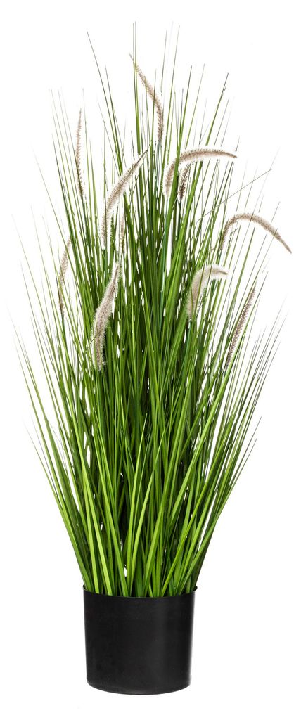 Bukiet kocimiętki w doniczce, wys. 100 cm Zdjęcie produktu 