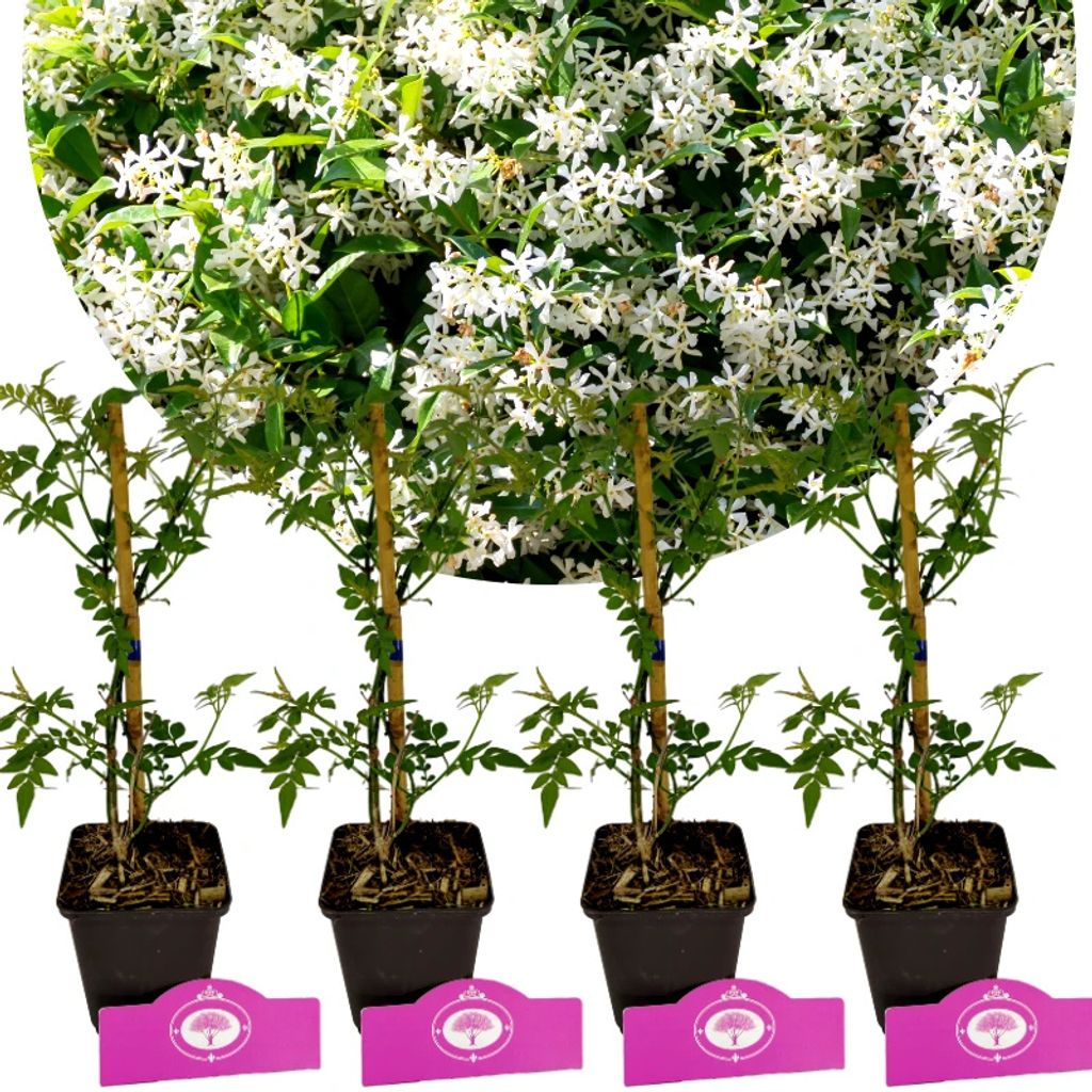 Sada 4 kusov jazmínu - Jasminum officinale - výška 30 cm - Obrázok produktu 
