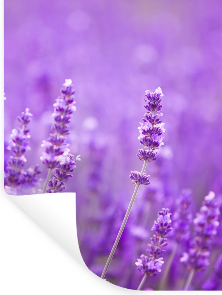 MuchoWow Wandtattoo Wandsticker Wandaufkleber Lavendel - Nahaufnahme - Blumen - Lila 120x160 cm Selbstklebend und Repositionierbar - Wierderverwe...