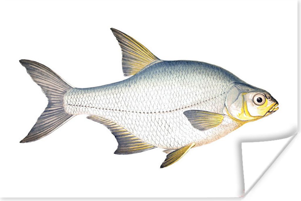 MuchoWow Poster Fisch - Kolonie Realismus 180x120 cm - Fotoplakat