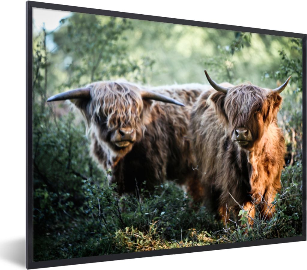 MuchoWow Gerahmtes Poster Schottische Highlander - Wald - Tiere 40x30 cm - Poster mit Schwarzem Bilderrahmen Wandposter Rahmen Foto Bilder - Kuns...