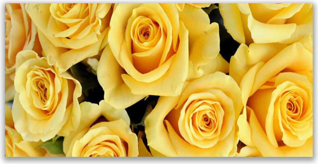 Glasbilder 140x70 Wandbild Druck auf Glas Rosen Pflanzen