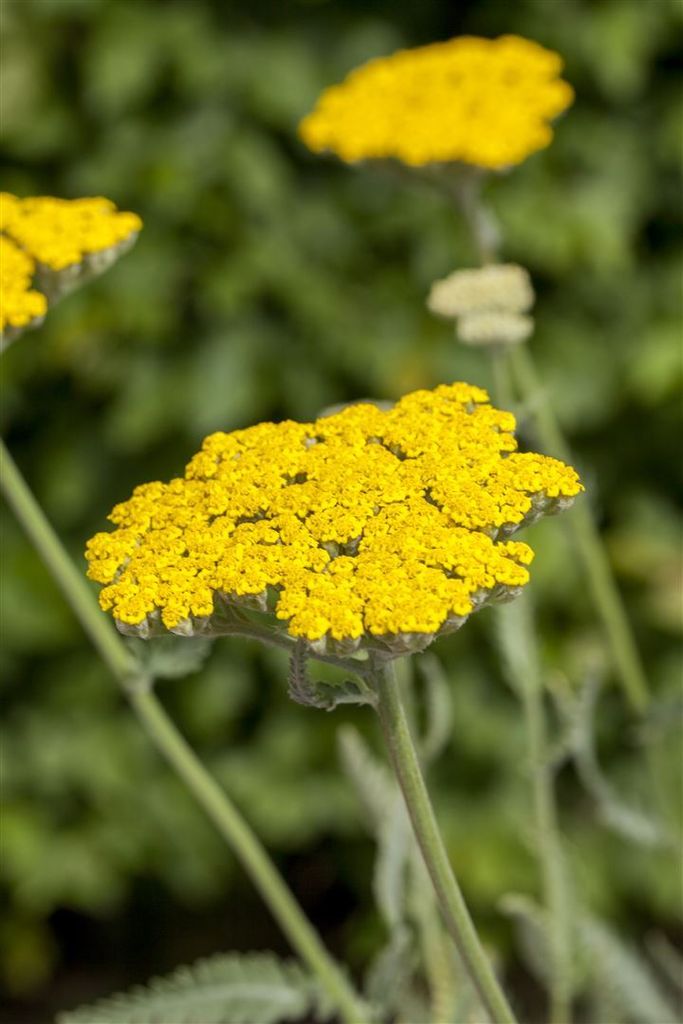 Achillea filipendulina 'Coronation Gold', Schafgarbe, goldgelb, ca. 9x9 cm Topf