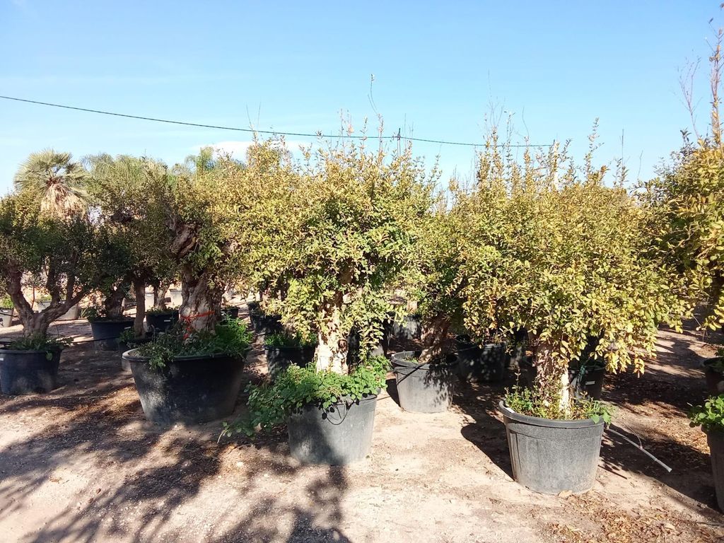 Drzewo granatu Sunny Tree XXL, Punica Granatum, 240 cm, Zdjęcie produktu 