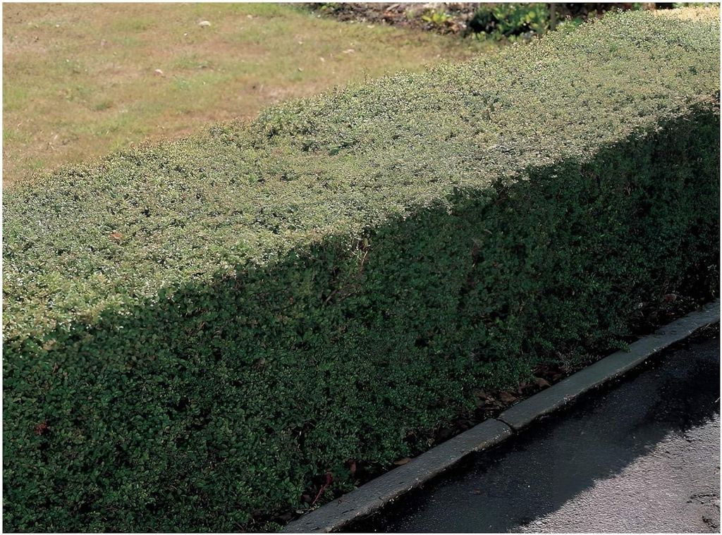 Stauden Gänge 50 x Lonicera nitida - Heckenmyrthe - Feines Laub, das Struktur und Eleganz bringt - Heckenpflanze / Winterhart