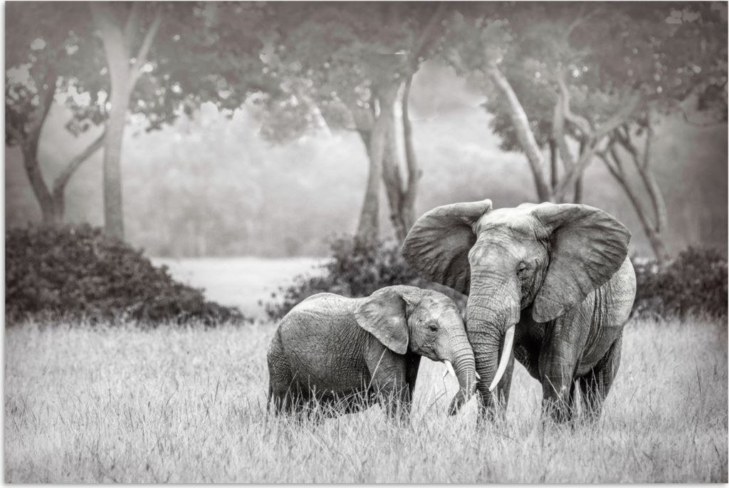 MuchoWow Poster Elefant - Tiere - Natur - Schwarz und weiß 90x60 cm - Schlafzimmer