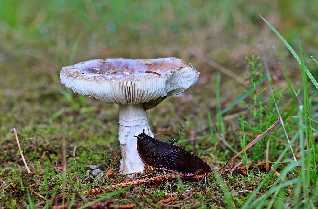 hansepuzzle 40901 - Schnecke Puzzle, 500 Teile, Tierwelt, 46,0 x 30,0cm mit hochwertiger Aufbewahrung, Kartonbox und wiederverschließbarem Beutel