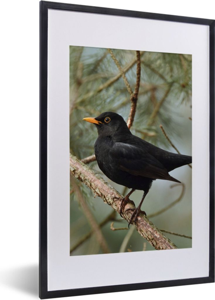 MuchoWow® Gerahmtes Poster Vogel - Amsel - Zweige - Tiere Produktbild 