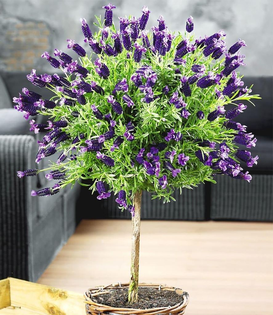 BALDUR Garten 2x Lavendelstämmchen mit Krone, Pflanzen im 1-Liter Containertopf, Lavandula für Balkon & Terrasse, Duftlavendel, winterhart, dufte...