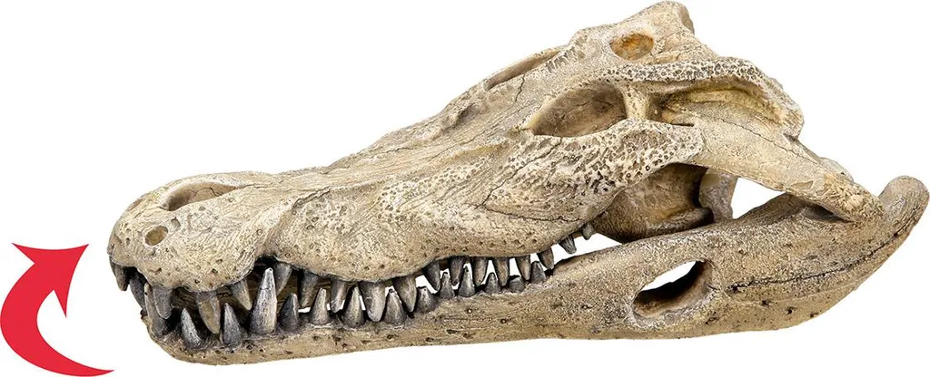 Aqua Ornaments Crâne de Crocodile Décoration Aquarium 26 x 14 x 9 cm