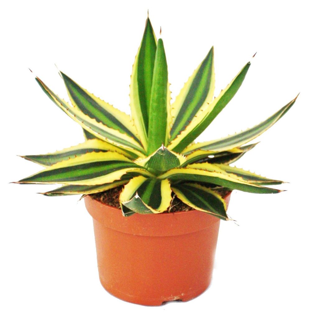 Agave lophanta quadricolor – vierfarbig – 12-cm-Topf – Produktbild 