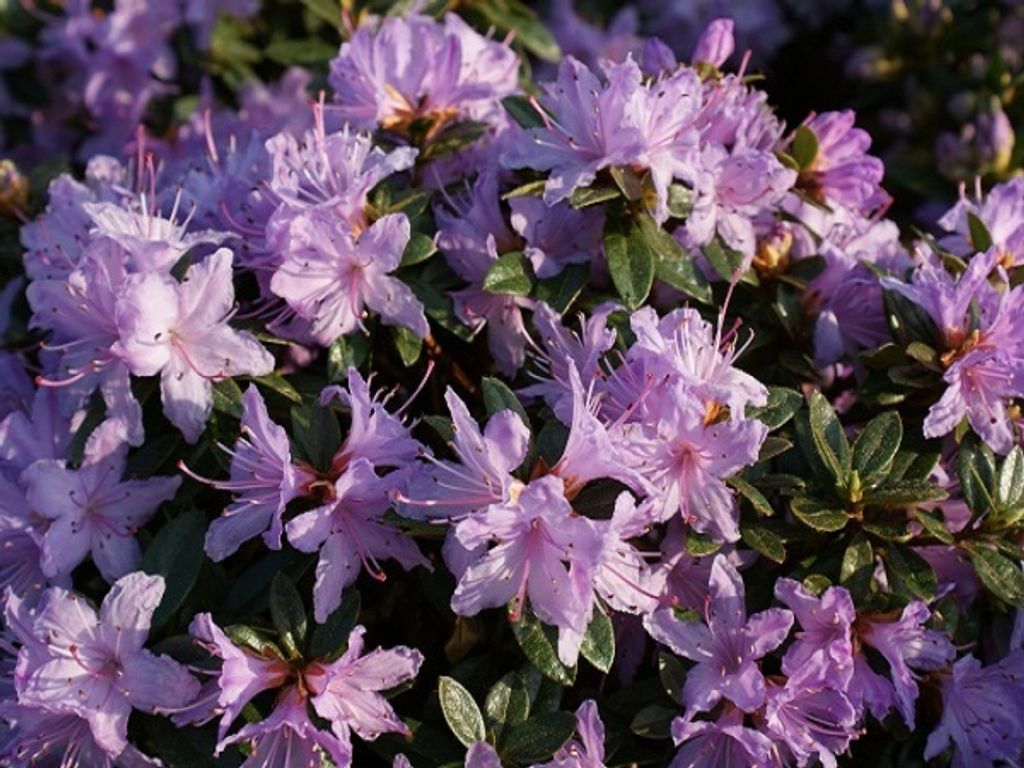Rhododendron impeditum Moerheim - Kleinblättrige Alpenrose -25-30cm