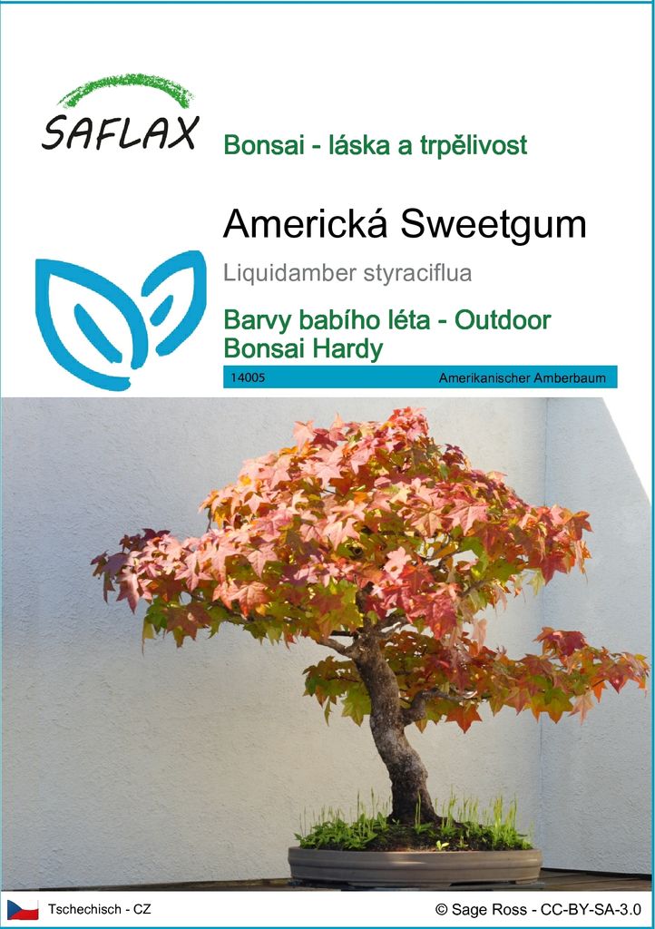 SAFLAX - Americká Sweetgum - Liquidamber styraciflua - 100 Obrázek produktu 