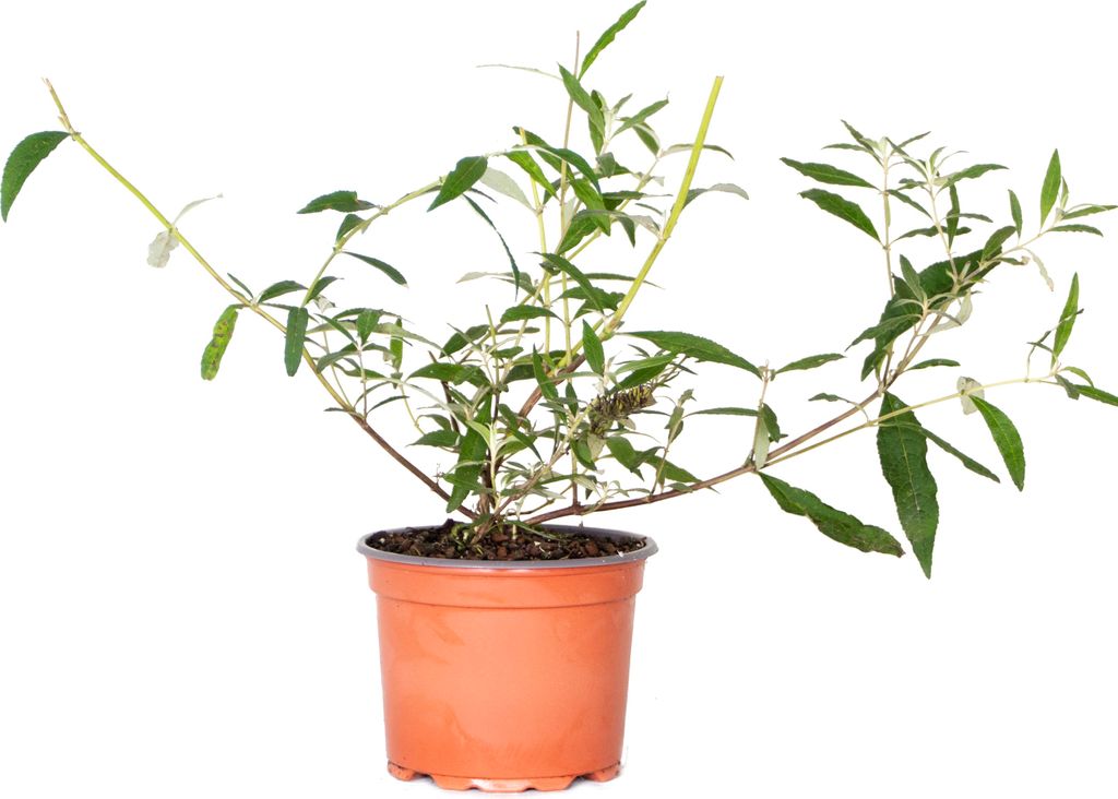 Bloomique - 3er-Mix - Buddleja Davidii - Produktbild 