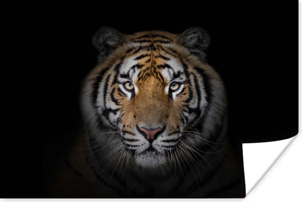 MuchoWow Poster Tiger - Wildtiere - Porträt - Schwarz - Tiere 120x80 cm - Bilder
