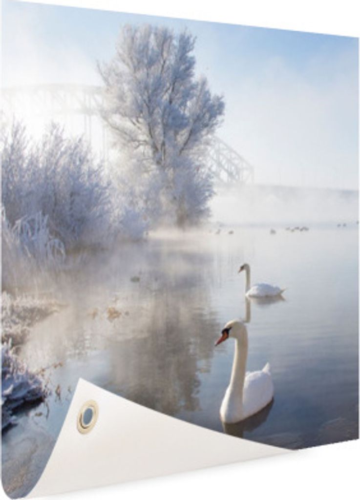 Gartenposter - 50x50 cm - Schwäne im Yamnaka See  - Produktbild 